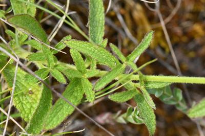 <i>Stachys recta</i>
