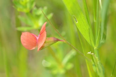 <i>Lathyrus sphaericus</i>