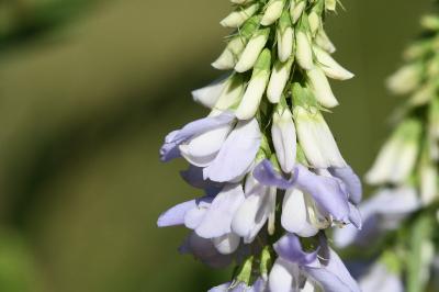 <i>Galega officinalis</i>