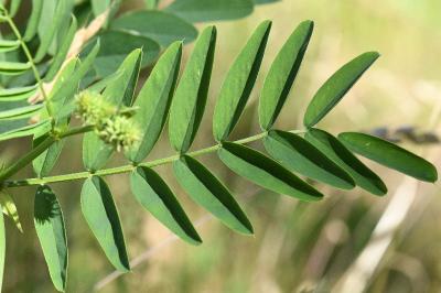 Galega officinalis