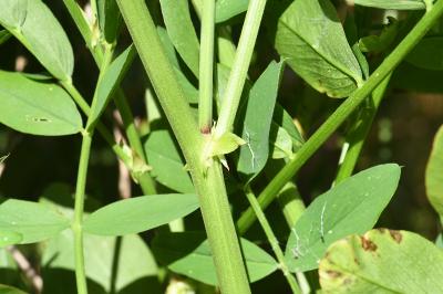 <i>Galega officinalis</i>
