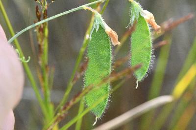 <i>Lathyrus hirsutus</i>