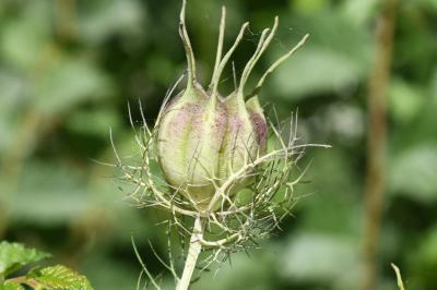 <i>Nigella damascena</i>
