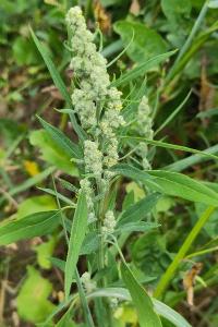 <i>Chenopodium album</i>