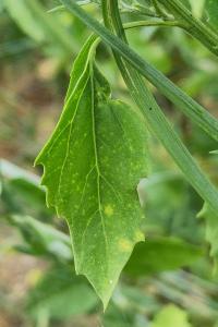<i>Chenopodium album</i>