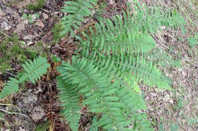 <i>Dryopteris filix-mas</i>