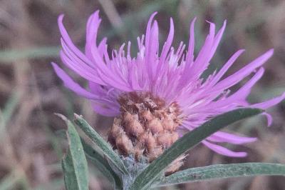 Centaurea jacea