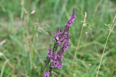Lythrum salicaria