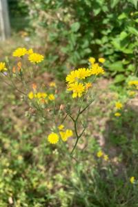 <i>Crepis capillaris</i>