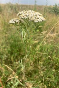 <i>Achillea millefolium</i>