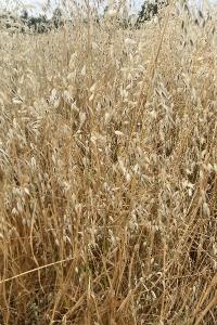 <i>Avena fatua</i>
