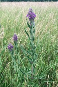<i>Lythrum salicaria</i>