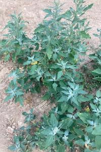 <i>Chenopodium album</i>
