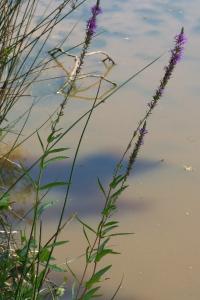 <i>Lythrum salicaria</i>