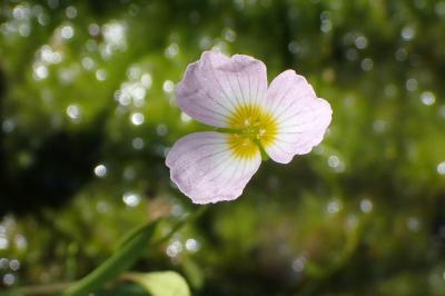 <i>Baldellia repens</i>