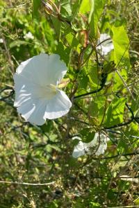 <i>Convolvulus sepium</i>