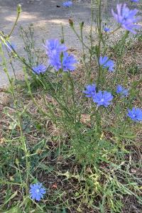 <i>Cichorium intybus</i>