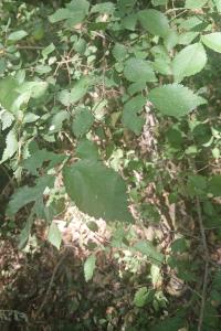 <i>Ulmus minor</i>