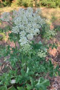 <i>Heracleum sphondylium</i>