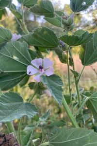 <i>Althaea officinalis</i>