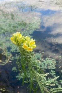 <i>Linaria vulgaris</i>