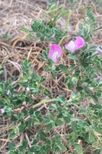 <i>Ononis spinosa</i>