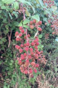 <i>Rubus fruticosus</i>