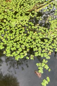 <i>Lemna minor</i>