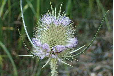 <i>Dipsacus fullonum</i>