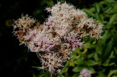 <i>Eupatorium cannabinum</i>