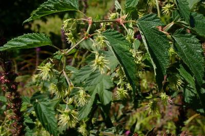 <i>Humulus lupulus</i>