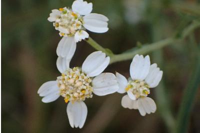 Achillea ptarmica