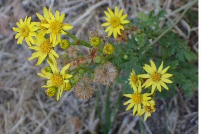 <i>Jacobaea vulgaris</i>