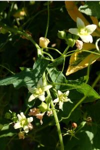<i>Bryonia dioica</i>