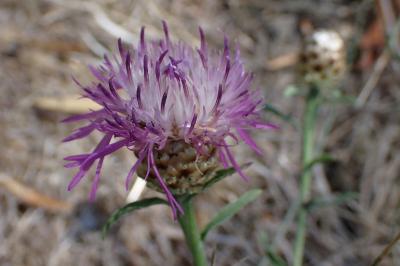 <i>Centaurea decipiens</i>