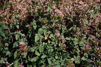 <i>Origanum vulgare</i>