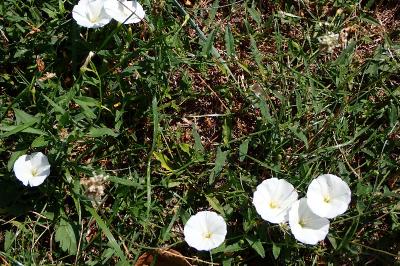 <i>Convolvulus arvensis</i>