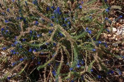 Echium vulgare