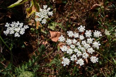 <i>Daucus carota</i>