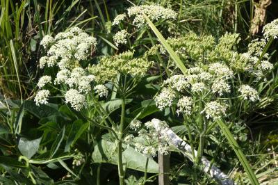 Heracleum sphondylium