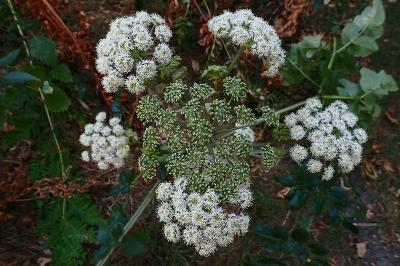 <i>Angelica sylvestris</i>