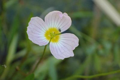 <i>Baldellia repens</i>