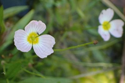 <i>Baldellia repens</i>