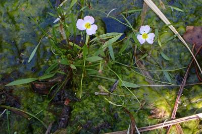 <i>Baldellia repens</i>