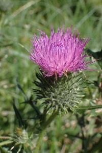 <i>Cirsium vulgare</i>