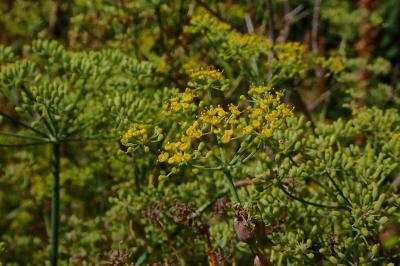 <i>Foeniculum vulgare</i>
