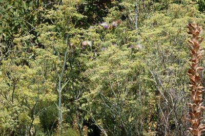 <i>Foeniculum vulgare</i>