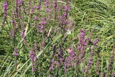 <i>Lythrum salicaria</i>