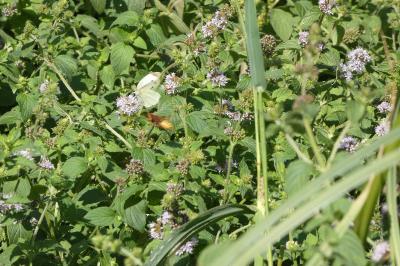Mentha aquatica