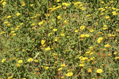 <i>Pulicaria dysenterica</i>